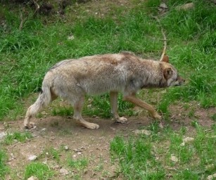 Schweiz – Luzern gibt Wolf zum Abschuss frei
