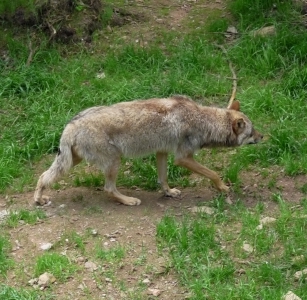 wolfabschuss.jpg