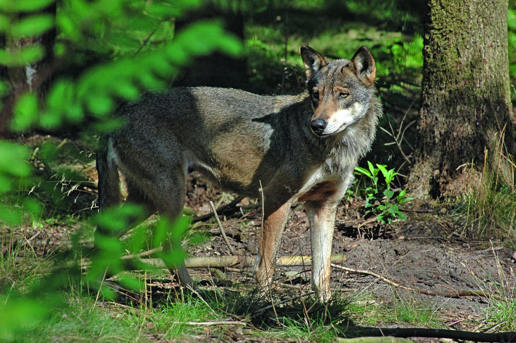 wolfbettina_diercks_junger_grauwolf_0930.jpg
