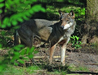 Wolfsrüde in der Nähe Berlins überfahren.