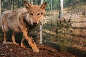 Sonderausstellung „Wölfe“ im Senckenberg Naturmuseum