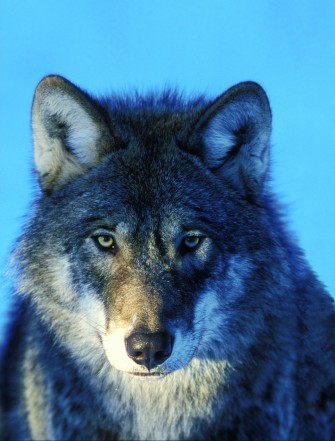 Deutsche Wölfe stammen aus dem Baltikum