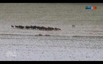 Video: Wolf jagt Mufflon in Sachsen