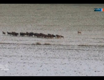 Video: Wolf jagt Mufflon in Sachsen