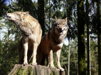 Der Wolf und das Schalenwild – Vortrag und Diskussion