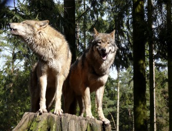 Der Wolf und das Schalenwild – Vortrag und Diskussion