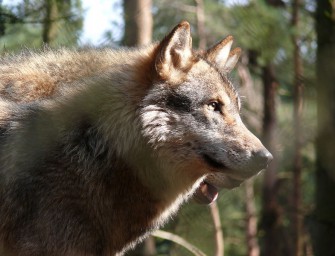 Schweden erlaubt Wolfsjagd auf 16 Rüden