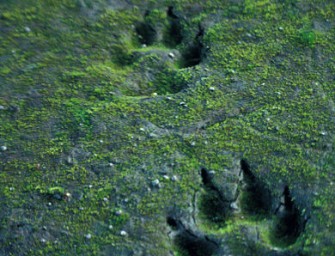Wildes Rumänien – Land der Bären und Wölfe