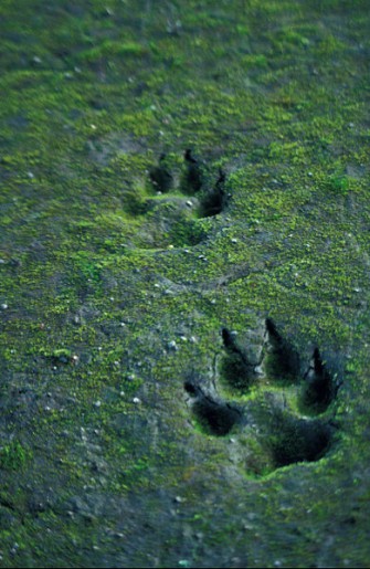 Wolfsspuren am Harzrand