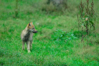 Wolfswelpen in der Lausitz