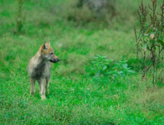 Wolfswelpen in der Lausitz