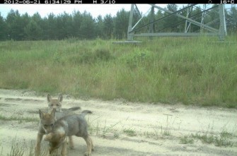 Nachwuchs bei Isegrimms