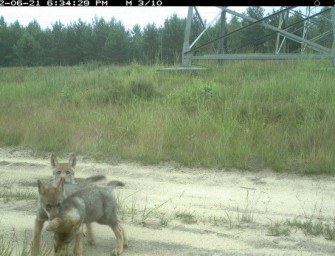 Nachwuchs bei Isegrimms