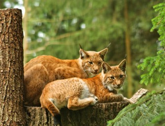 Wochenendtipp: Tag des Luchses