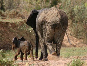 Namibia: Auf zu den Elefanten!