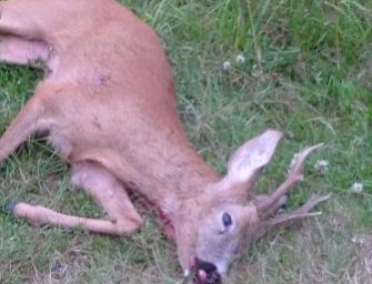 Österreich – Wilderer schoss über 50 Stück Rehwild