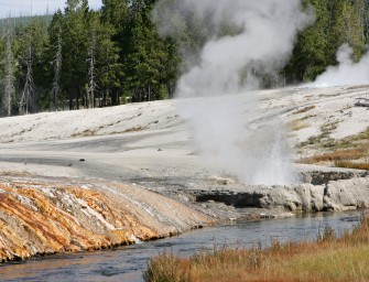 Spektakuläre Bilder: Grizzly jagt Bison