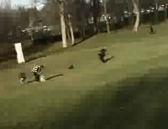 Adler greift Kind – Video ist ein Hoax