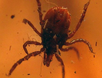 Die Zeckensaison beginnt  sind Sie geschützt?