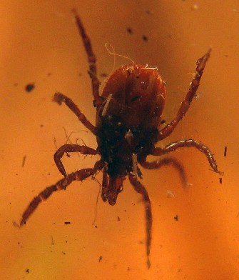 Die Zeckensaison beginnt  sind Sie geschützt?