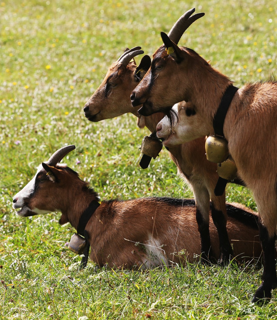 Ceremonial Goat Drive In Bavarian Mountains