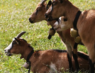 Den Wölfen zum Fraß vorgeworfen?