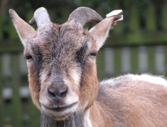 Ziegenbock im Fadenkreuz