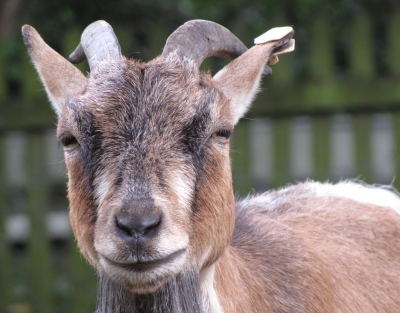 ziegenbock.jpg