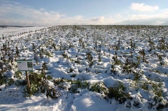 1800 Hektar Zwischenfrucht