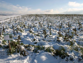 1800 Hektar Zwischenfrucht