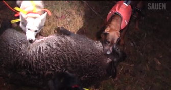 Schwedische Saujagd mit Mikael Tham Teil 3