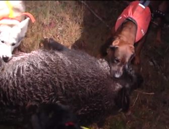 Schwedische Saujagd mit Mikael Tham Teil 3