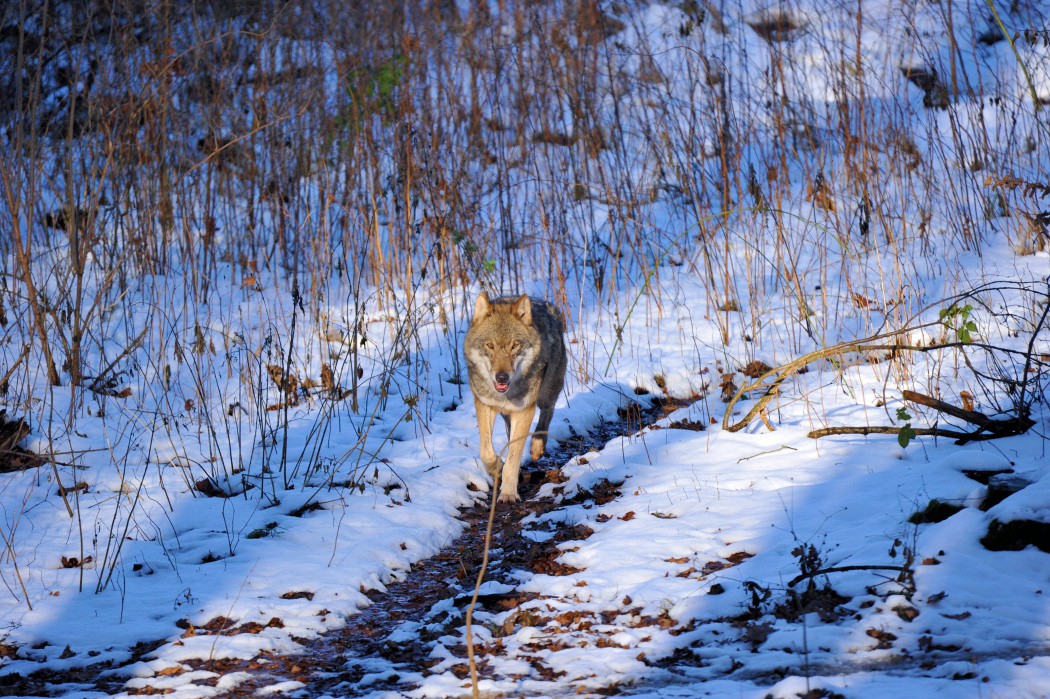 dsc_3706.JPG