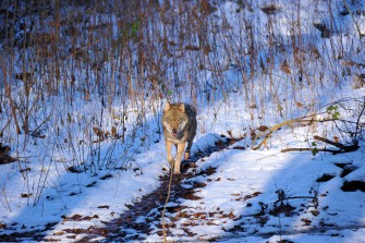Wölfe jagen Spaziergängerin – Frau kollabiert!