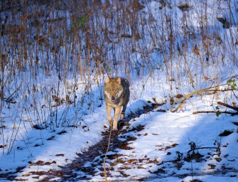 Wölfe jagen Spaziergängerin – Frau kollabiert!