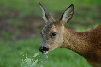 Zu viel Rehwild und ein altes Vorurteil