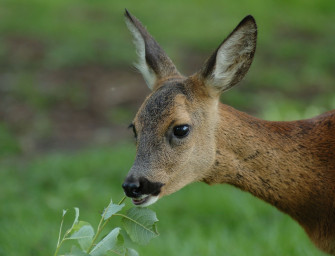Zu viel Rehwild und ein altes Vorurteil