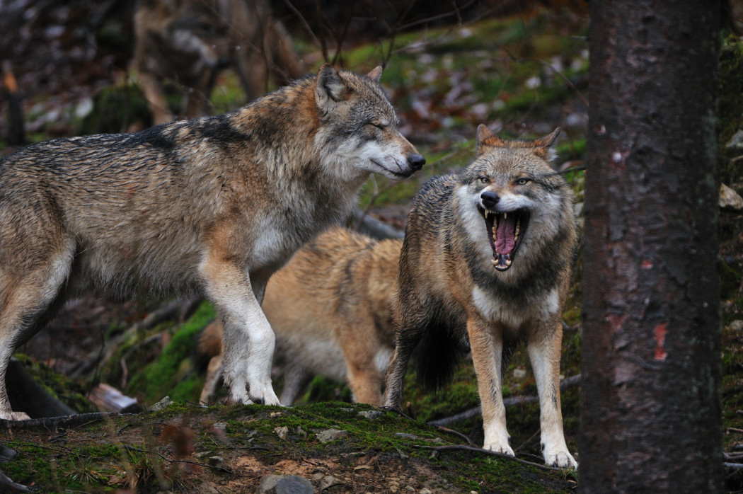 Wolf – Canis lupus