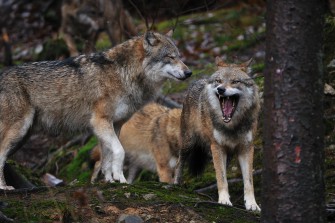 Keine Panik vor dem Wolf?
