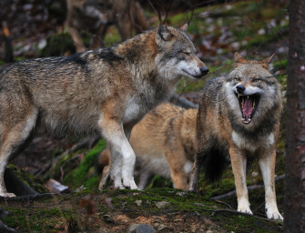 Keine Panik vor dem Wolf?