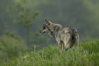 Wolfsabschuss in Niedersachsen!