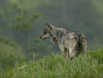 Wolfsabschuss in Niedersachsen!