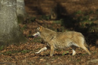 Bissige Begegnung zwischen Wolf und Hund