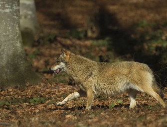 Bissige Begegnung zwischen Wolf und Hund