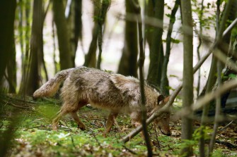 Die Wölfin von Ohrdruf