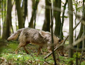Die Wölfin von Ohrdruf