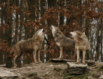 Frau sitzt auf Hochsitz fest!