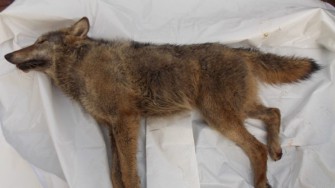 Zwei junge Wölfe überfahren