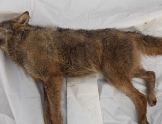 Zwei junge Wölfe überfahren