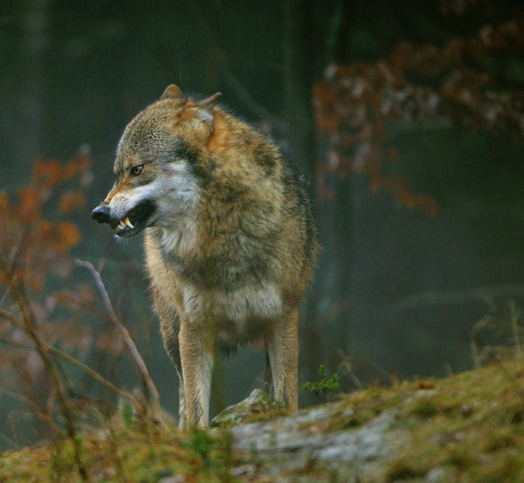 wolfbedrohlich.jpg